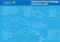 Infografik Bagaimana Penyu Menjaga Kesehatan Laut?