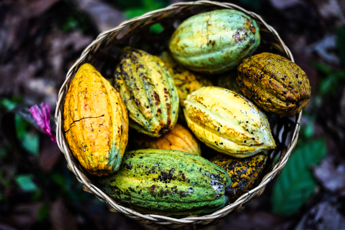 Borneo Cacao