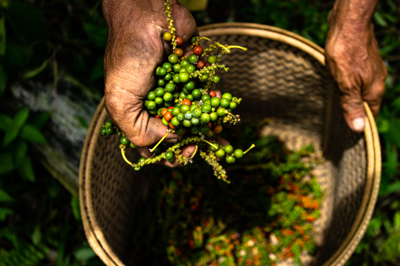 Borneo Peppercorns