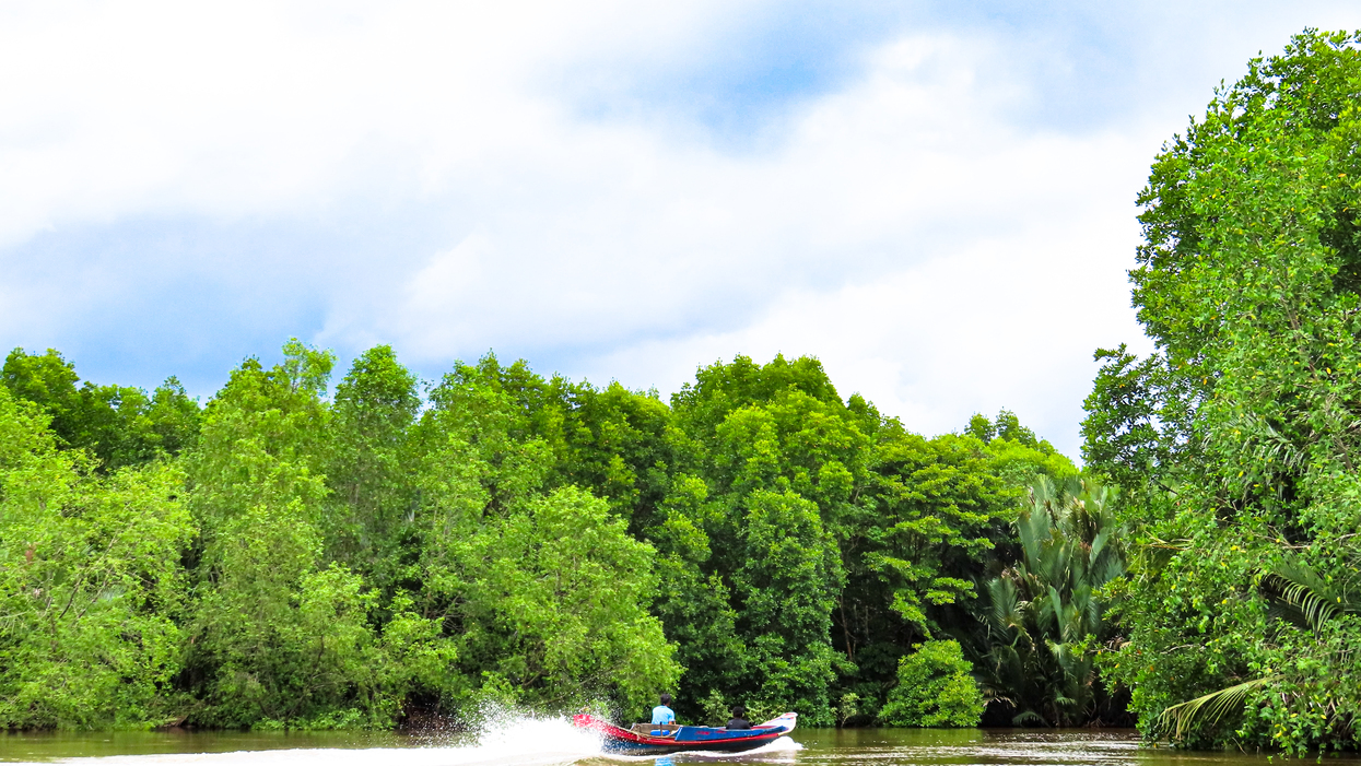 Mangrove  Pesisir OKI