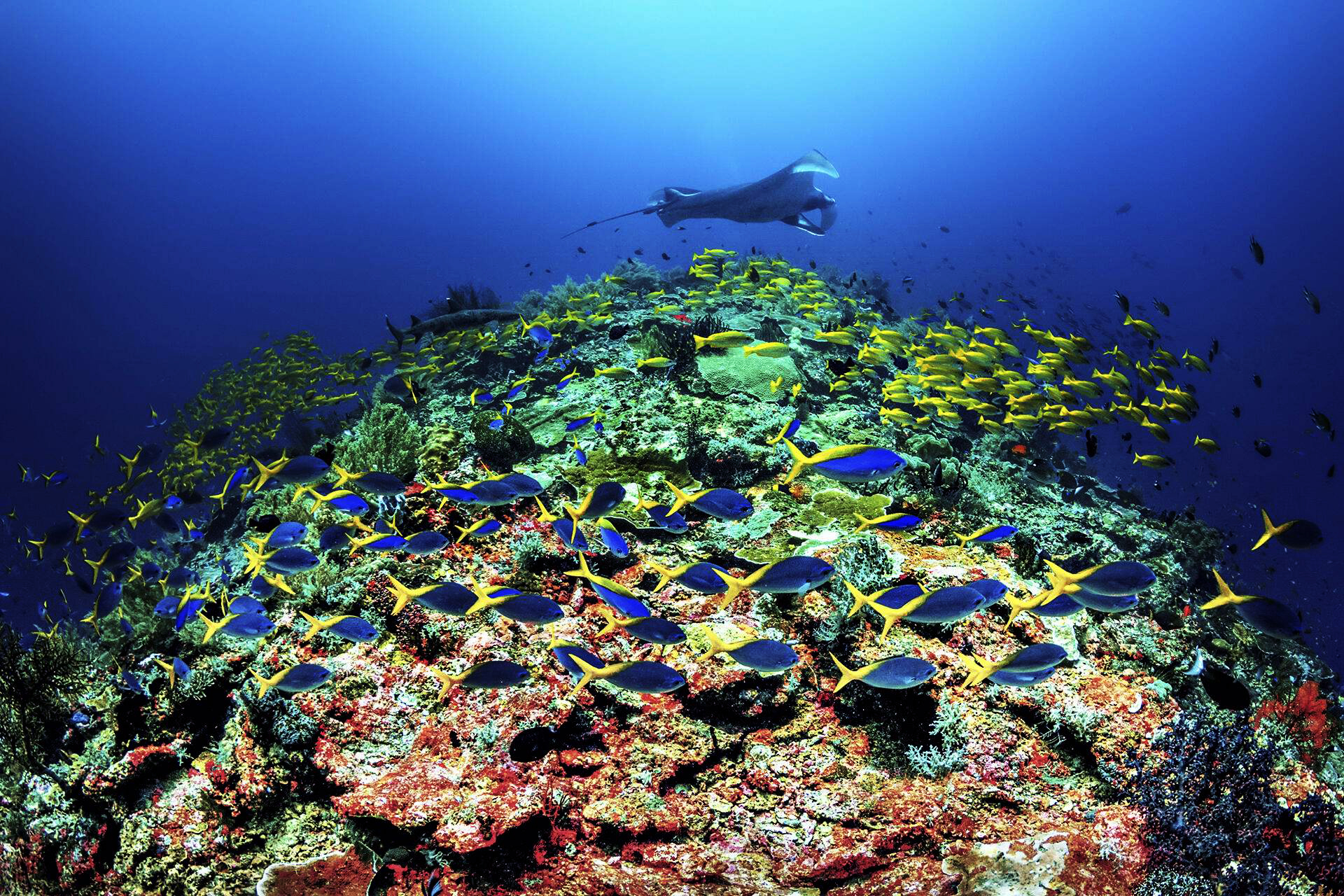 Healthy reef with bright blue ocean water in the background.