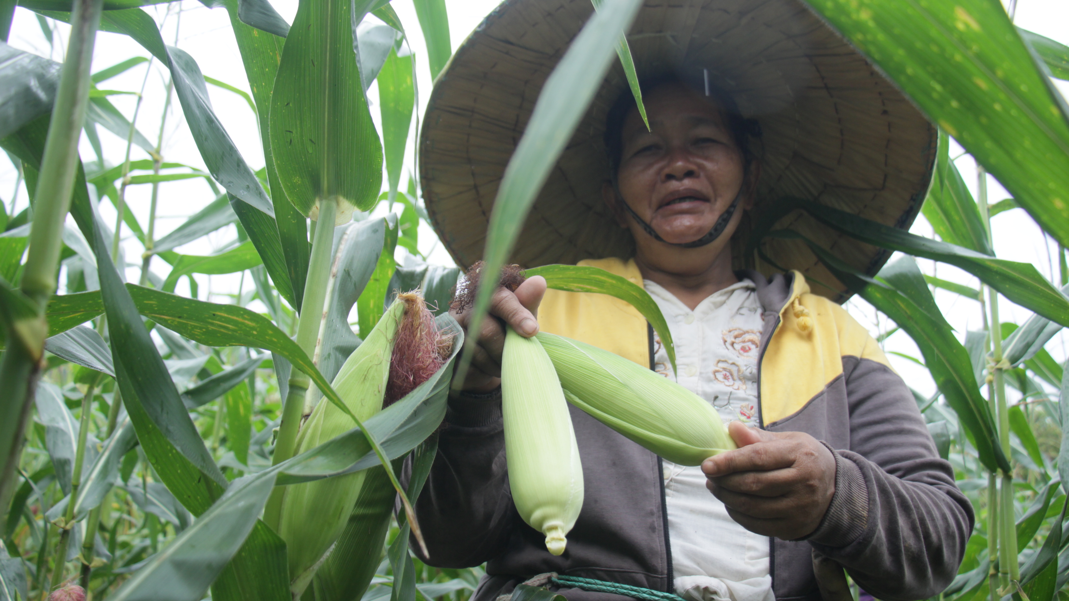 Panen Jagung