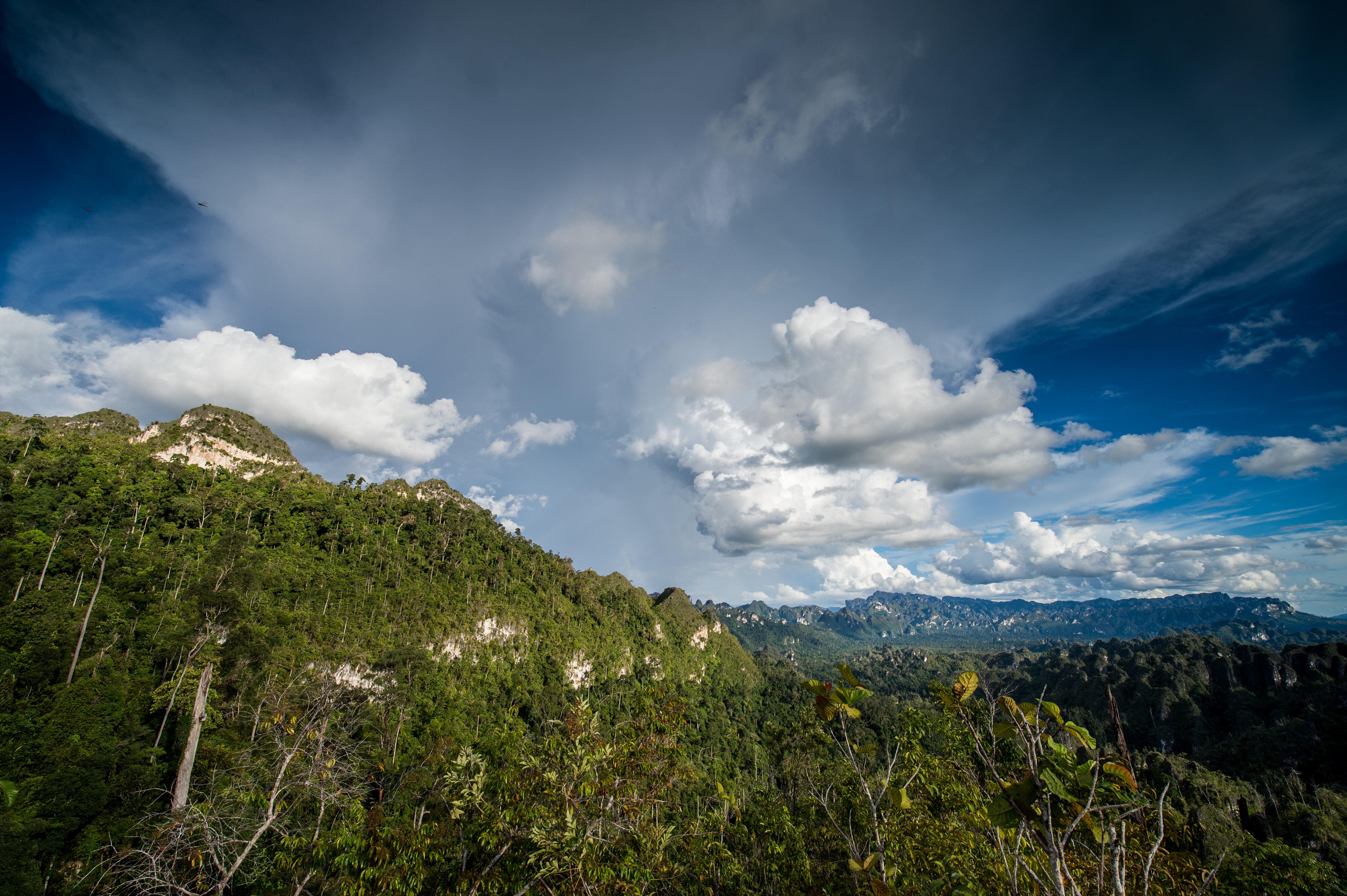 Pemandangan Hutan Kalimantan Timur