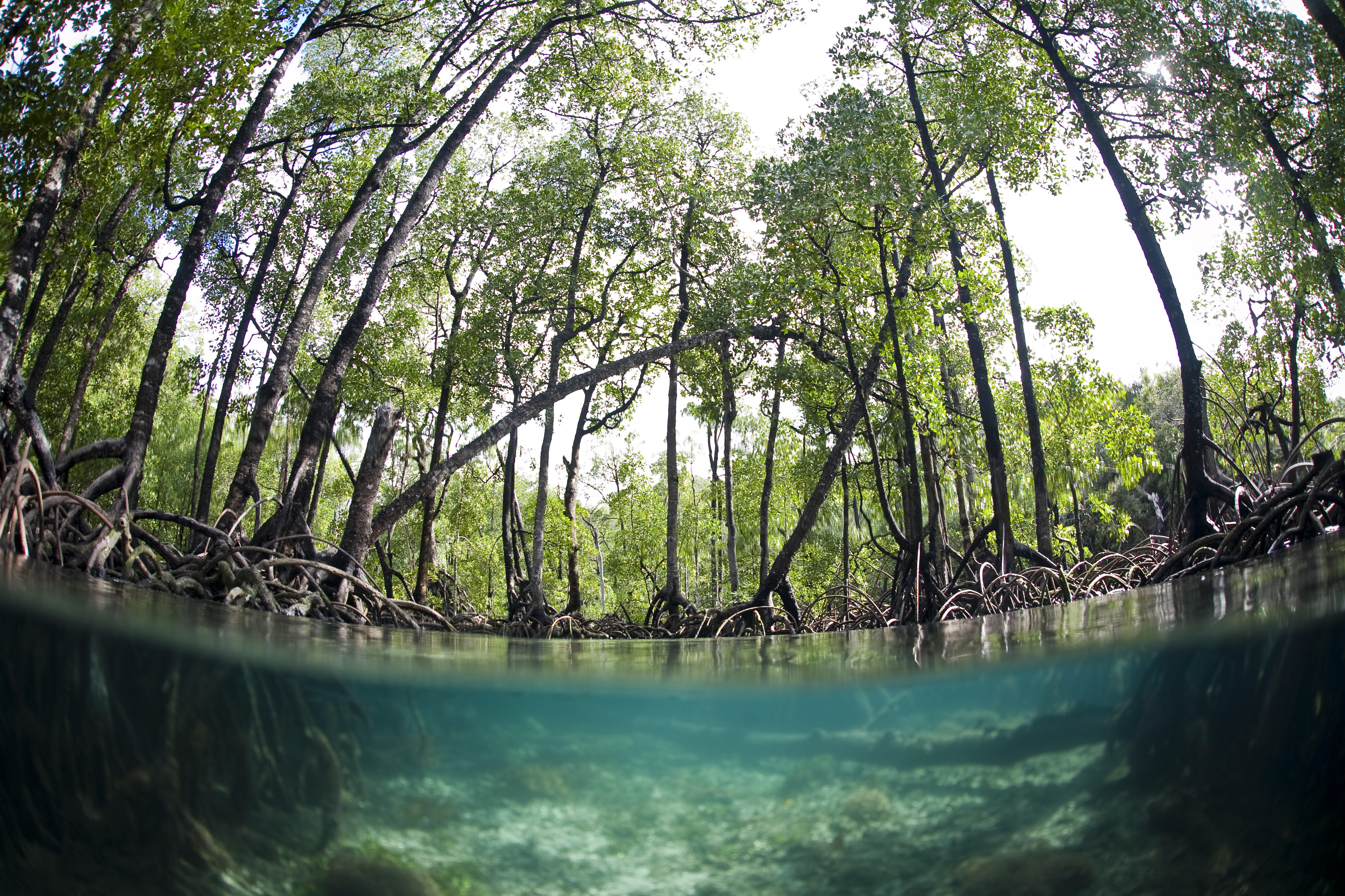 Blue Water Mangrove