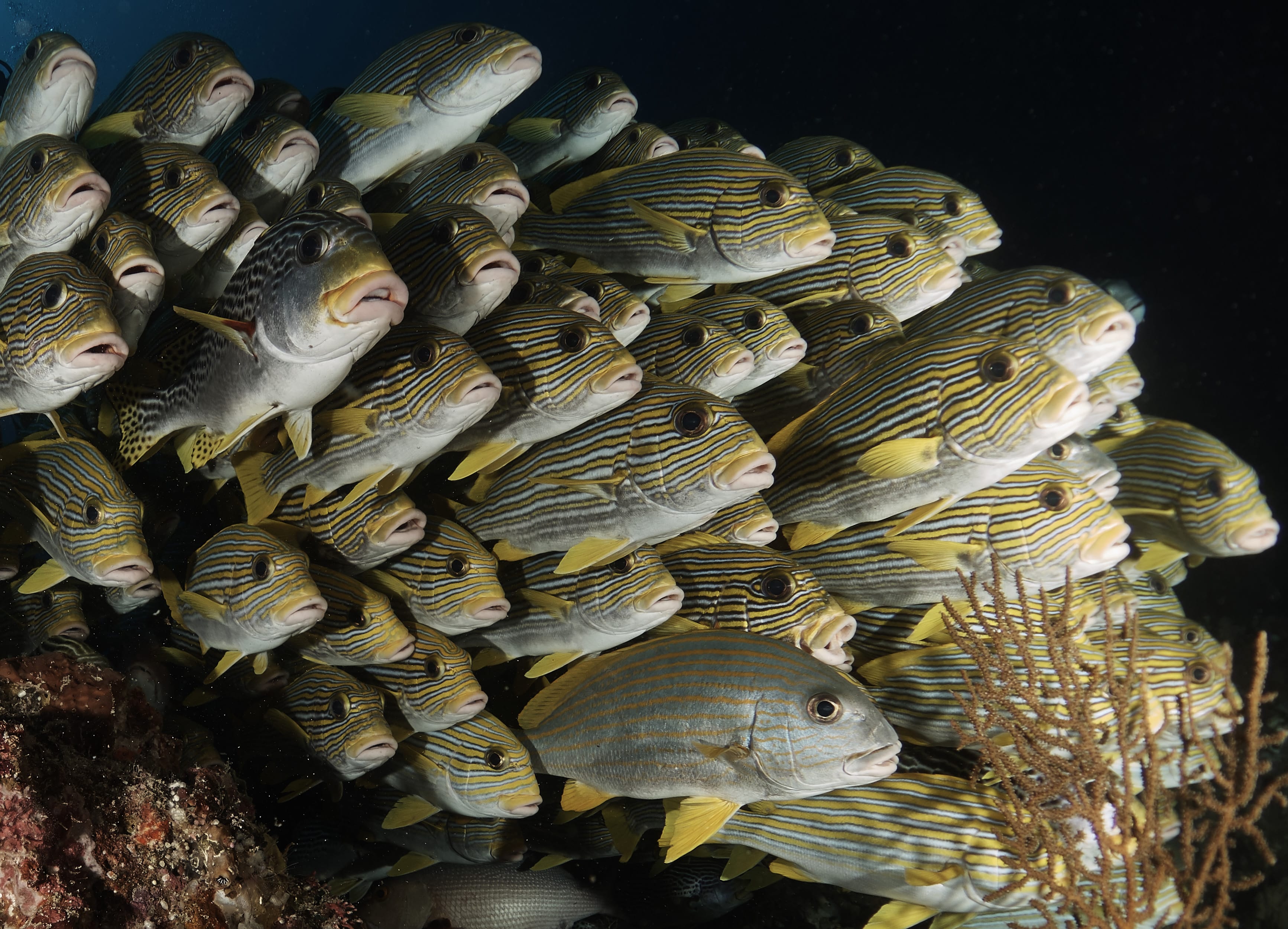 Underwater view of school of fish.