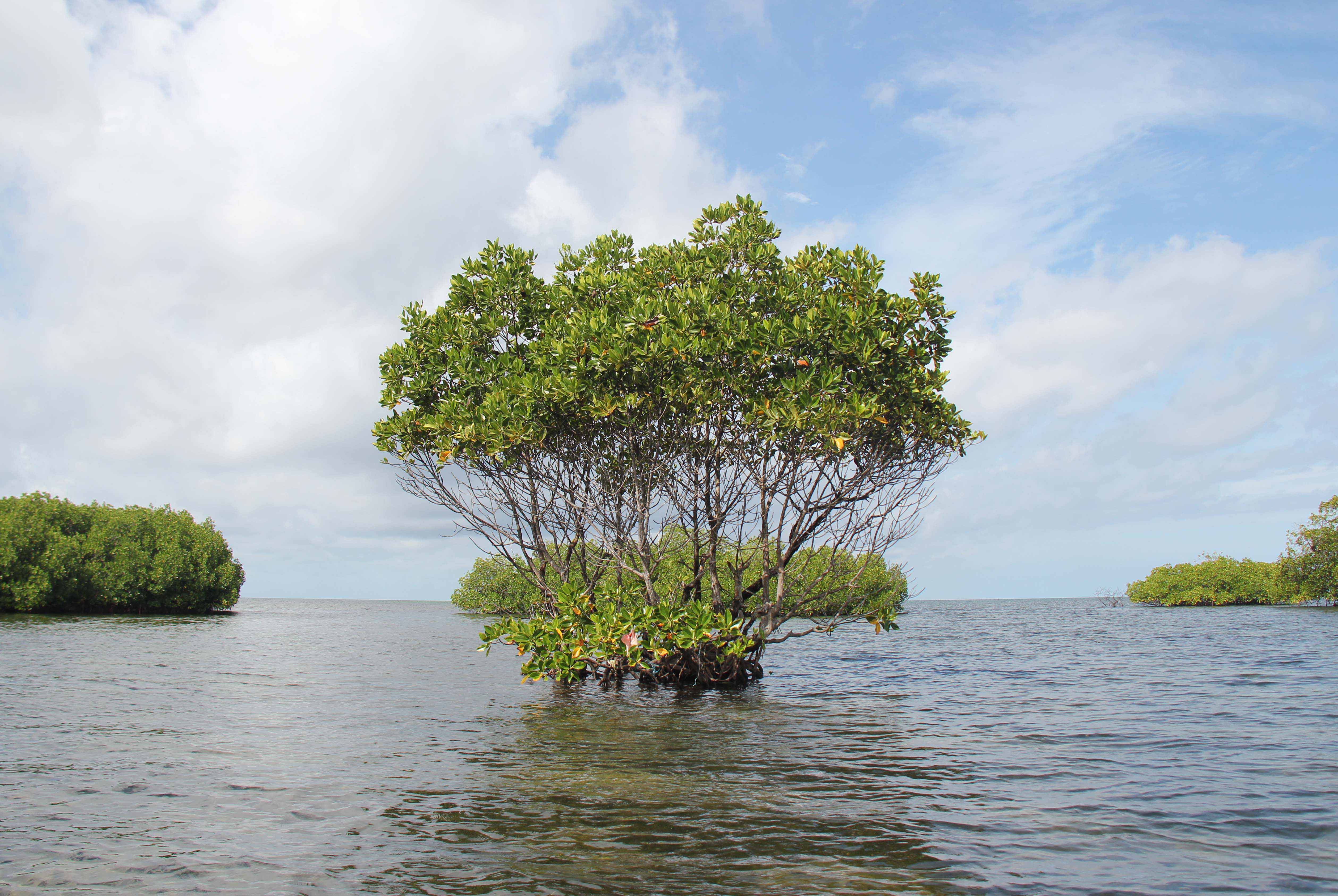 Mangrove 