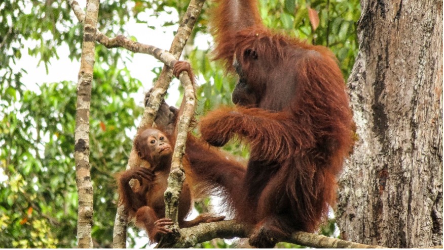 Orang Utan Kalimantan