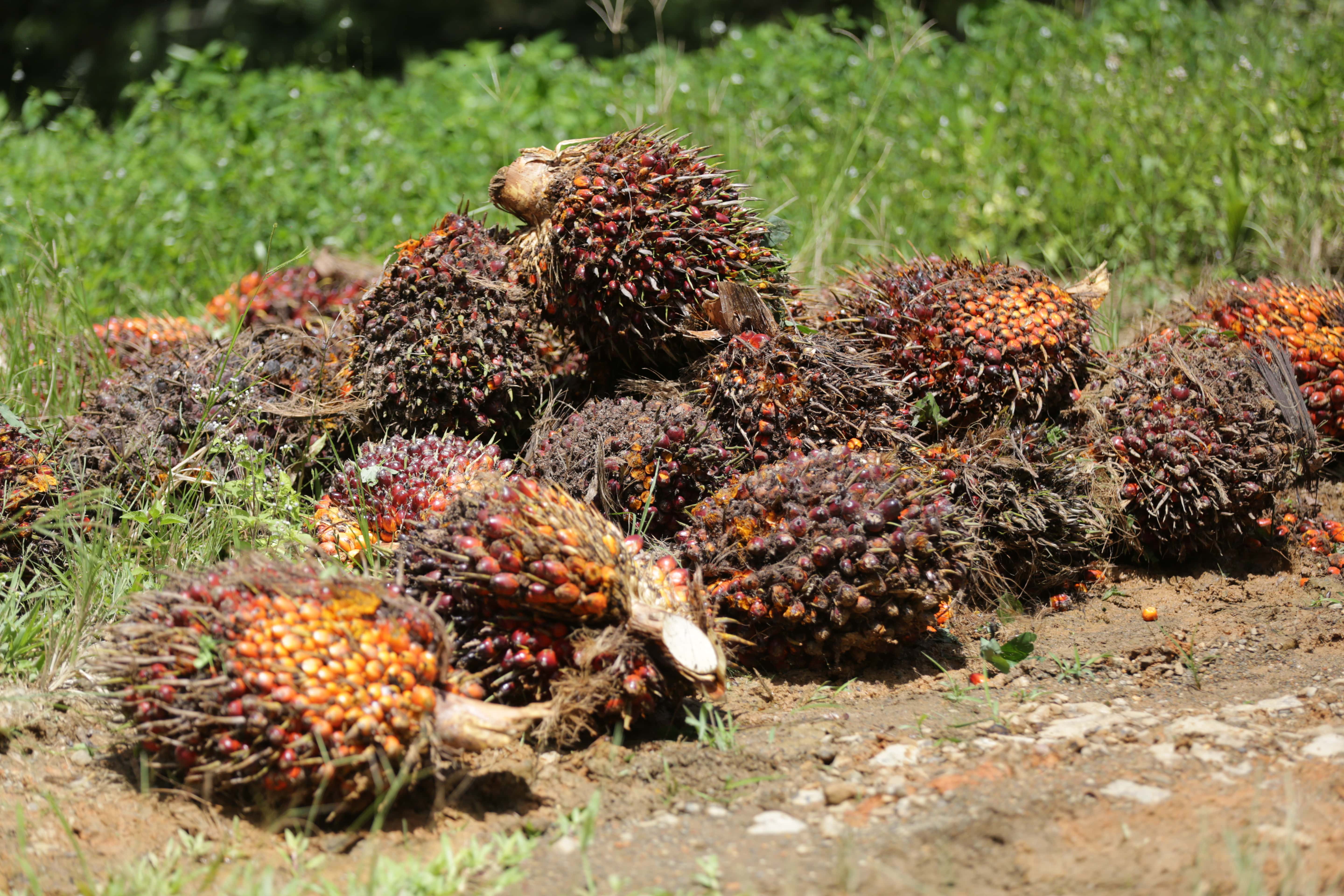 Each oil palm plant is carefully placed on a grid, with more than 100 trees for each area of ​​land the size of a football field