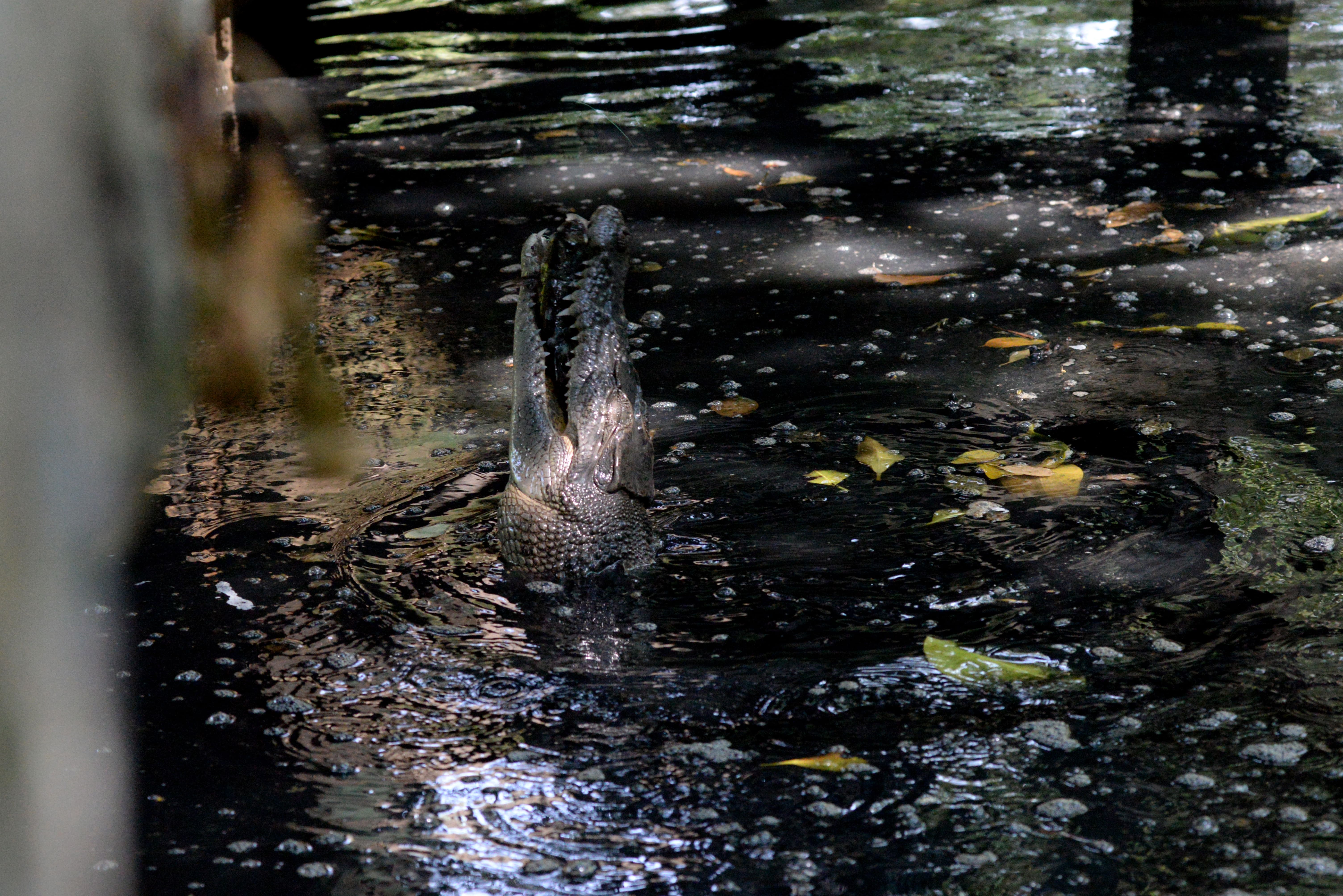 Buaya Muara